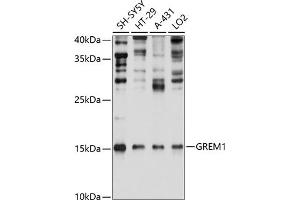 Western blot analysis of extracts of various cell lines, using GREM1 Antibody (ABIN6127963, ABIN6141382, ABIN6141383 and ABIN6215282) at 1:1000 dilution. (GREM1 anticorps  (AA 44-143))