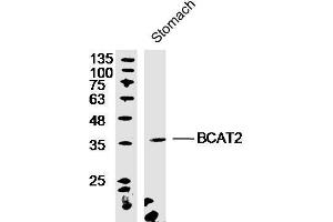 Mouse stomach lysates probed with Rabbit Anti-BCAT2 Polyclonal Antibody, Unconjugated  at 1:300 overnight at 4˚C. (BCAT2 anticorps  (AA 101-200))