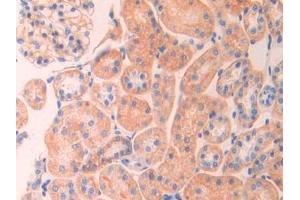 Detection of SPTAN1 in Rat Kidney Tissue using Polyclonal Antibody to Alpha-Fodrin (SPTAN1)