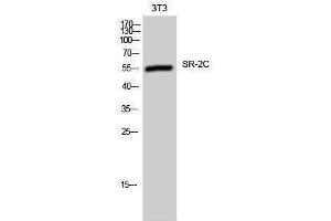 Western Blotting (WB) image for anti-5-Hydroxytryptamine (serotonin) Receptor 2C (HTR2C) (Internal Region) antibody (ABIN3180888) (HTR2C anticorps  (Internal Region))
