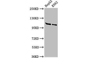 Western Blot Positive WB detected in: HepG2 whole cell lysate, K562 whole cell lysate All lanes: HLTF antibody at 3 μg/mL Secondary Goat polyclonal to rabbit IgG at 1/50000 dilution Predicted band size: 114, 100 kDa Observed band size: 114 kDa (HLTF anticorps  (AA 332-476))