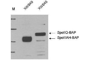 Western blot using  Anti-Biotin Ligase Epitope Tag antibody shows detection of the BLT Ligase Target in lysates of whole cell Bacillus subtilis strains producing either BAP-tagged (Biotin-Acceptor Peptide-tagged) SpoIIIAH (XWB49) (~ 25 kDa) or BAP-tagged SpoIIQ (XWB46) (~33 kDa). (Biotin Ligase Tag (BLT) anticorps)