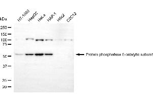 Western blotting analysis using protein phosphatase 5 catalytic subunit antibody (ABIN7800029).