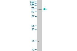 NEFL MaxPab rabbit polyclonal antibody. (NEFL anticorps  (AA 1-543))