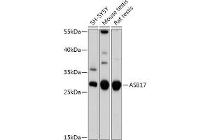 Western blot analysis of extracts of various cell lines, using  antibody (ABIN7265607) at 1:1000 dilution. (ASB17 anticorps  (AA 30-130))