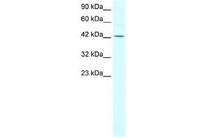 Human Jurkat; WB Suggested Anti-ALF Antibody Titration: 0. (GTF2A1L anticorps  (N-Term))