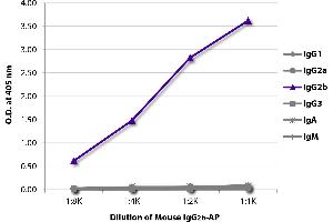 Mouse IgG2b isotype control (Alkaline Phosphatase (AP))
