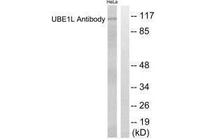 Western blot analysis of extracts from HeLa cells, using UBE1L antibody. (UBA7 anticorps  (C-Term))