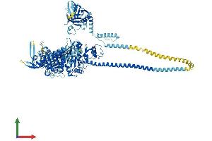 AlphaFold protein structure predicition of Mouse Recombinant Myo1b Protein, UniprotID P46735
