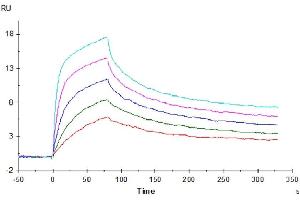 Human CD3E&CD3G, His Tag captured on CM5 Chip via Anti-His Antibody can bind OKT3, mFc Tag with an affinity constant of 0.