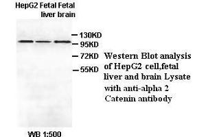 Image no. 1 for anti-Catenin (Cadherin-Associated Protein), alpha 2 (CTNNA2) antibody (ABIN6583527) (CTNNA2 anticorps)
