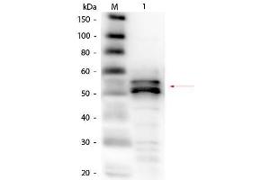 Western Blot of Goat anti-Fibrinogen Antibody (Human Plasma) Biotin Conjugated. (Fibrinogen anticorps  (Biotin))