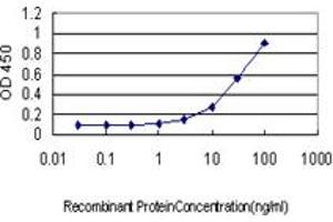 Detection limit for recombinant GST tagged RAD17 is approximately 1ng/ml as a capture antibody. (RAD17 anticorps  (AA 1-110))