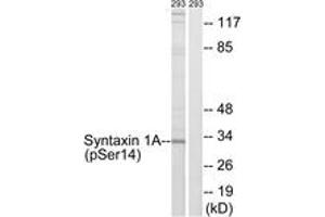 Western blot analysis of extracts from 293 cells, using Syntaxin 1A (Phospho-Ser14) Antibody. (STX1A anticorps  (pSer14))