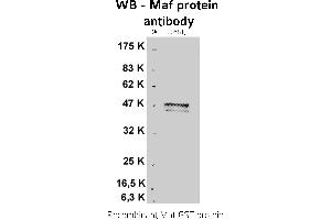 Image no. 1 for anti-V-Maf Musculoaponeurotic Fibrosarcoma Oncogene Homolog (Avian) (MAF) antibody (ABIN346927) (MAF anticorps)