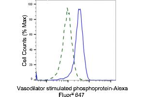Validation of Vasodilator stimulated phosphoprotein knockdown using flow cytometry. (Recombinant VASP anticorps)