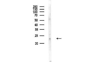 Western blot analysis of lysates from Mouse liver, using DDI/CHOP Antibody at 1/1000 dilution.