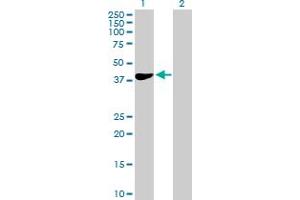 Western Blot analysis of HEMK1 expression in transfected 293T cell line by HEMK1 MaxPab polyclonal antibody. (HEMK1 anticorps  (AA 1-338))