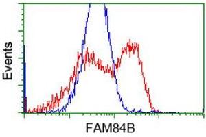 HEK293T cells transfected with either RC207996 overexpress plasmid (Red) or empty vector control plasmid (Blue) were immunostained by anti-FAM84B antibody (ABIN2453027), and then analyzed by flow cytometry. (FAM84B anticorps)