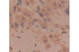 IHC-P analysis of Rat Tissue, with DAB staining. (Kallikrein 6 anticorps  (AA 26-261))