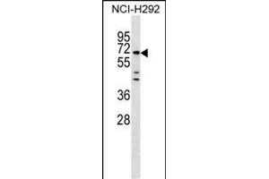 MIER3 Antibody (Center) (ABIN1538243 and ABIN2849902) western blot analysis in NCI- cell line lysates (35 μg/lane).