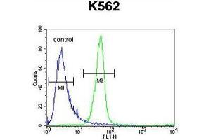 ANR52 Antibody (N-term) flow cytometric analysis of K562 cells (right histogram) compared to a negative control cell (left histogram).