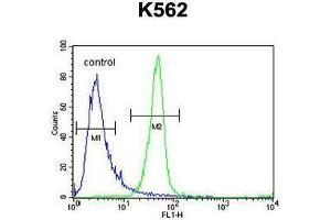 ANR52 Antibody (N-term) flow cytometric analysis of K562 cells (right histogram) compared to a negative control cell (left histogram). (ANKRD52 anticorps  (N-Term))