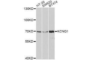 Western blot analysis of extracts of various cell lines, using KCNQ1 antibody.