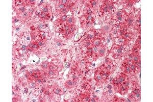 Anti-BRCC45 / BRE antibody IHC staining of human adrenal.