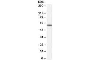 Western blot testing of human peripheral blood mononucleocyte lysate with GNRHR antibody at 0. (GNRHR anticorps)