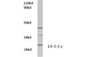 Western blot analysis of 14-3-3 gamma Antibody  in extracts from Hela cells at 1/500 dilution.