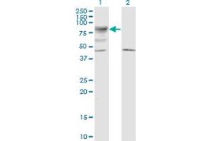 Western Blot analysis of LRRN2 expression in transfected 293T cell line by LRRN5 monoclonal antibody (M01), clone 6A9.