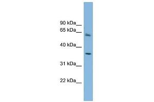 PEX26 antibody used at 1 ug/ml to detect target protein. (PEX26 anticorps  (Middle Region))