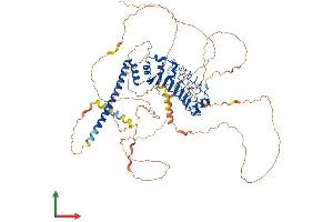 AlphaFold protein structure predicition of Human Recombinant DNAAF1 Protein, UniprotID Q8NEP3