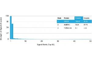 Analysis of Protein Array containing more than 19,000 full-length human proteins using HER-2 Mouse Monoclonal Antibody (ERBB2/2452).