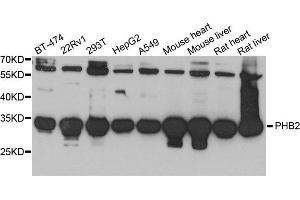 Western blot analysis of extract of various cells, using PHB2 antibody. (Prohibitin 2 anticorps)