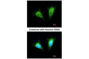 ICC/IF Image Immunofluorescence analysis of methanol-fixed HeLa, using KLRC1, antibody at 1:200 dilution.