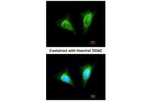 ICC/IF Image Immunofluorescence analysis of methanol-fixed HeLa, using KLRC1, antibody at 1:200 dilution. (KLRC1 anticorps  (N-Term))