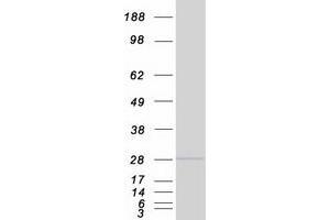 Validation with Western Blot