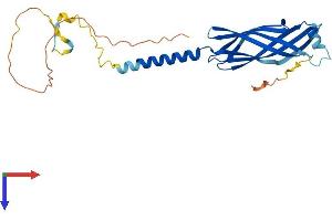 AlphaFold protein structure predicition of Human Recombinant TMEM106A Protein, UniprotID Q96A25