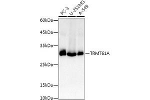 Western blot analysis of extracts of various cell lines, using TRMT61A antibody (ABIN6132806, ABIN6149558, ABIN6149559 and ABIN6214904) at 1:1000 dilution.