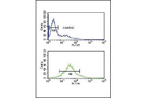 PDK2 Antibody (ABIN653784 and ABIN2843071) flow cytometric analysis of Jurkat cells (bottom histogram) compared to a negative control cell (top histogram).