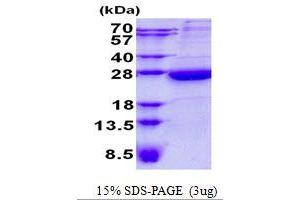Image no. 1 for Heme Binding Protein 1 (HEBP1) (AA 1-189) protein (His tag) (ABIN1098483)