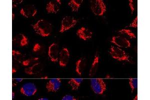 Confocal immunofluorescence analysis of U2OS cells using IMMT Polyclonal Antibody at dilution of 1:100. (IMMT anticorps)