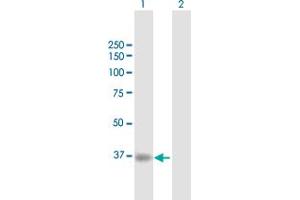 Western Blot analysis of RBCK1 expression in transfected 293T cell line by RBCK1 MaxPab polyclonal antibody.
