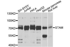 Western blot analysis of extracts of various cell lines, using STAM antibody. (STAM anticorps)