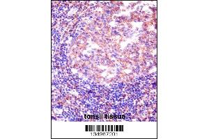 RBM12 Antibody immunohistochemistry analysis in formalin fixed and paraffin embedded human tonsil tissue followed by peroxidase conjugation of the secondary antibody and DAB staining. (RBM12 anticorps  (AA 575-603))