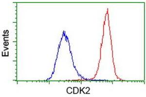 Image no. 8 for anti-Cyclin-Dependent Kinase 2 (CDK2) antibody (ABIN1497394) (CDK2 anticorps)