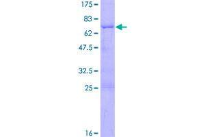 Image no. 1 for Musashi Homolog 1 (Drosophila) (MSI1) (AA 1-362) protein (GST tag) (ABIN1311447)