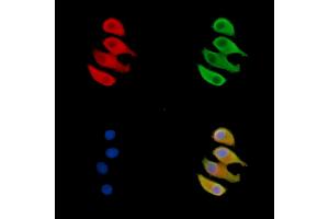 ABIN7095560 and ABIN7099617 staining Hela cells by IF/ICC.